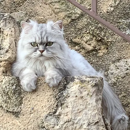 Отель типа 